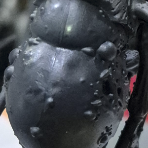 Corvus Black