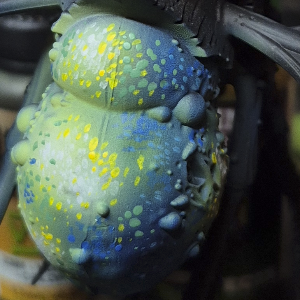 Teclis Blue