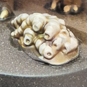 Rakarth Flesh